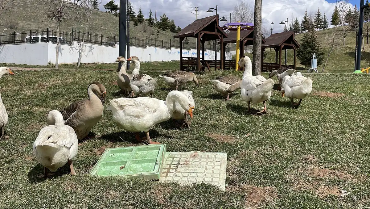 Sivas’ta Firari Kazlar Yuvada Görüntülendi: Mahallenin Sevimli Maskotları