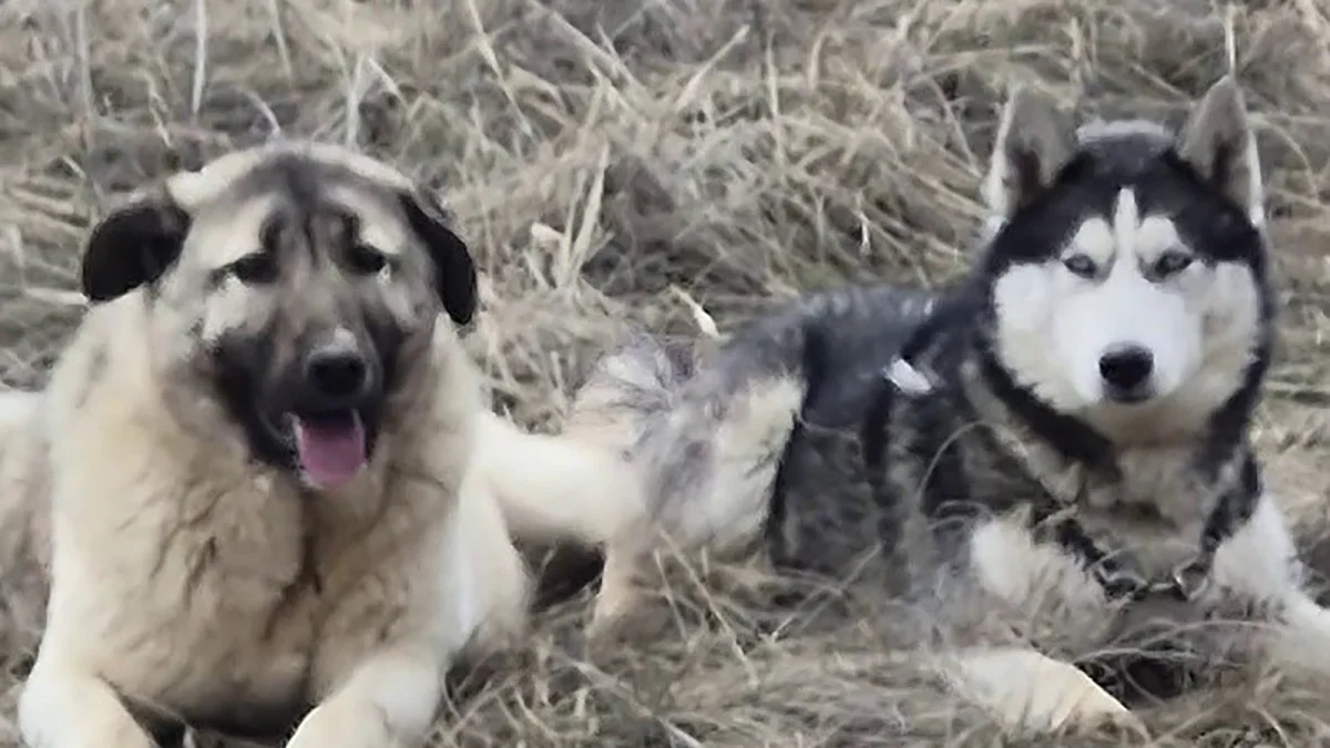 Sivas’ta Kayıp Kangal Yavrusu Sürprizle Bulundu: Sibirya Kurdunu “Gelin” Getirdi
