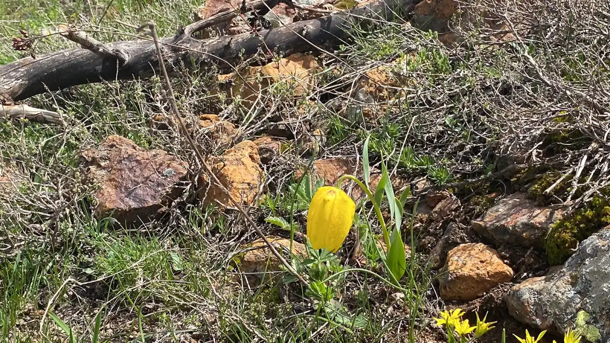Doğanın Sessiz Mucizesi: 700 Bin TL Cezasıyla Korunan Ters Laleler Görenleri Büyülüyor