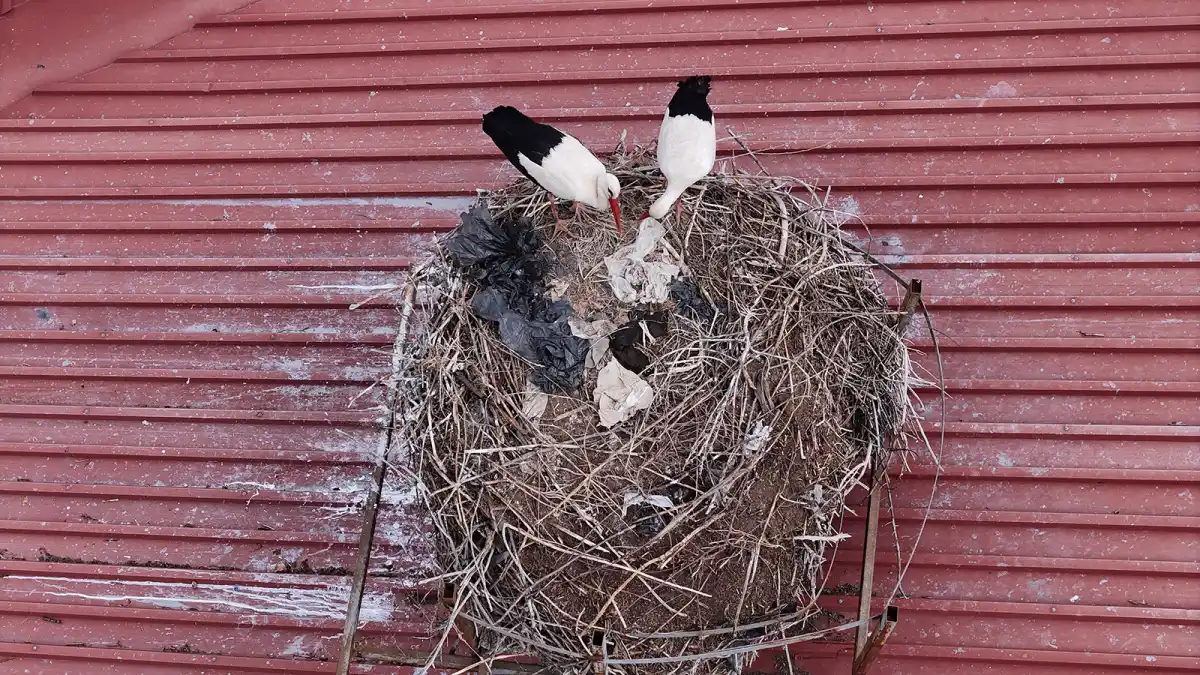Sivas’ta “Leylekli Okul”da Bahar Sevinci: 42 Yıllık Gelenek Yeniden Canlandı