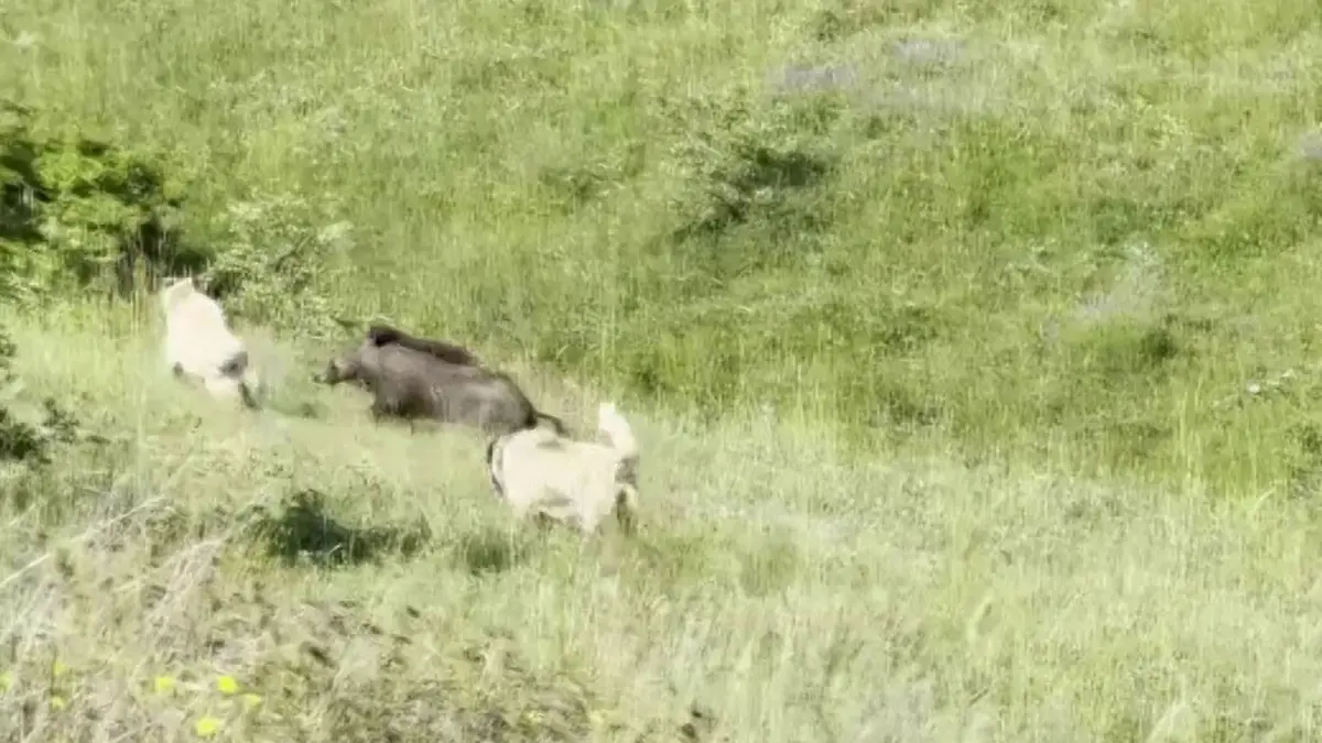 Kangal Köpeklerinden Domuz Sürüsüne Akıl Dolu Müdahale!