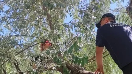 Şarkışla'da Ağaca Çıkan Otizmli Çocuk İtfaiye Ekiplerince Kurtarıldı