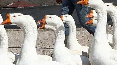 Sivas'ta Gülümseten Görüntü!