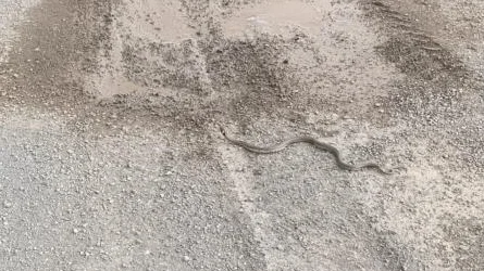 Sivas'ta Odun Yığınında Yılan Paniği!