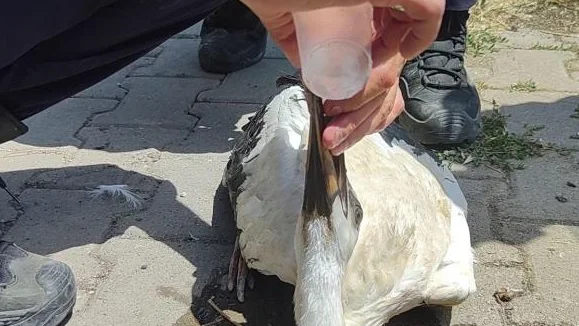 Sivas'ta Sıcaktan Bitkin Düşen Leyleği İtfaiye Ekipleri Kurtardı!