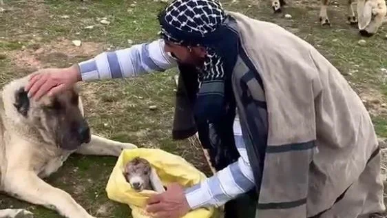 Sivas'ta Yeni Doğan Kuzuyla Duygulandıran Bağ