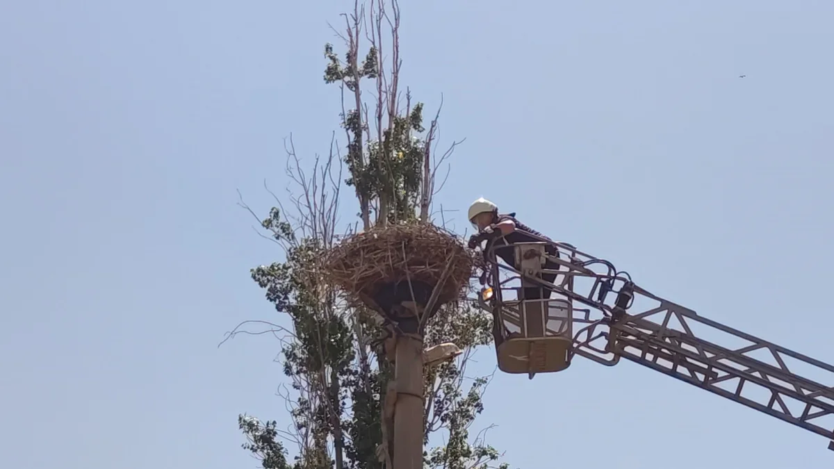 Sivas'ta Yürek Isıtan Kurtarma! Ayağı İpe Dolanan Leylek Son Anda Kurtarıldı